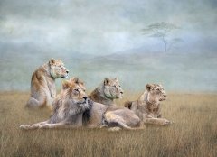 Lynda Haney-African Pride-Very Highly Commended.jpg